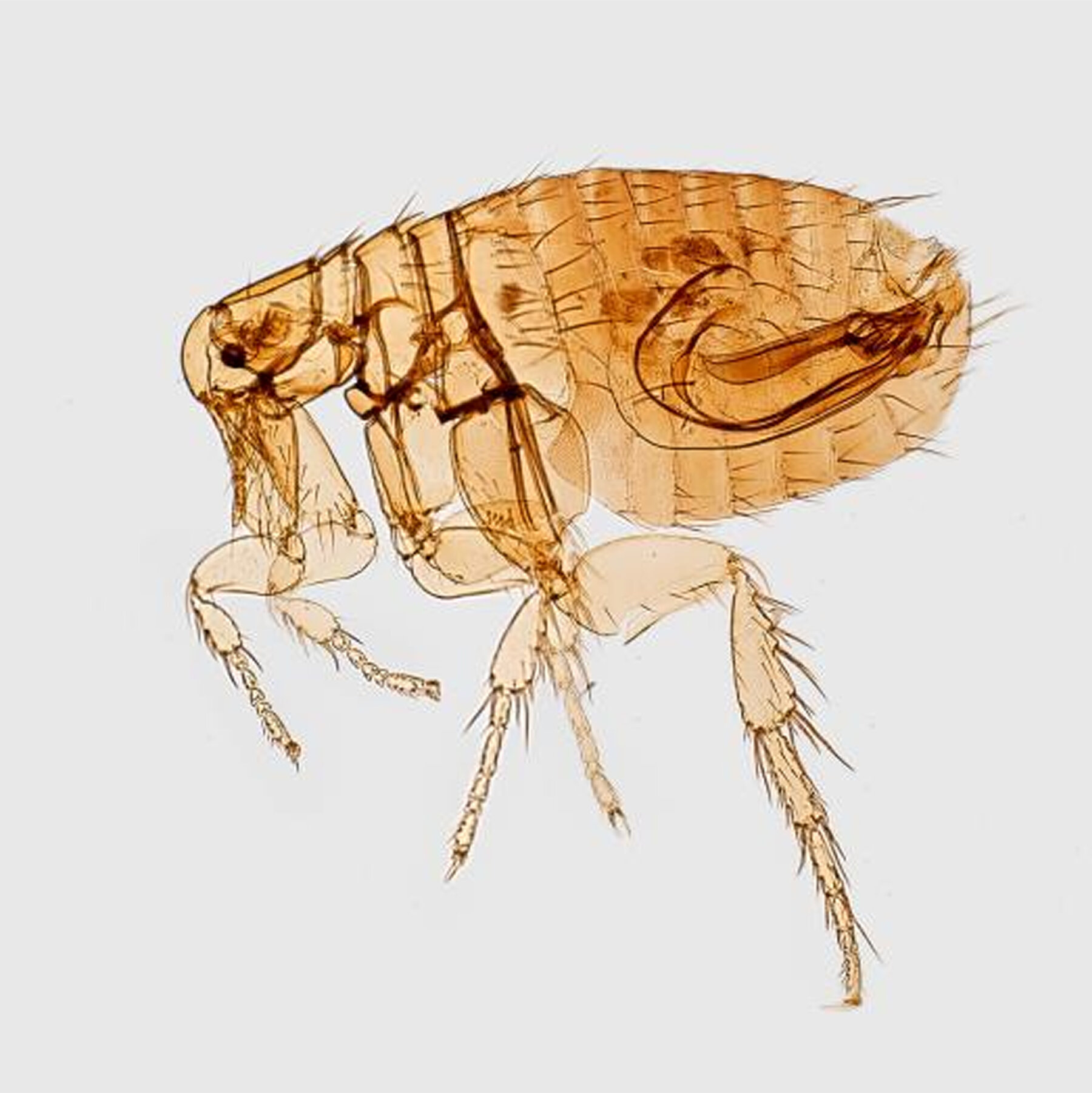 What to Know About Plague After a New Case in California