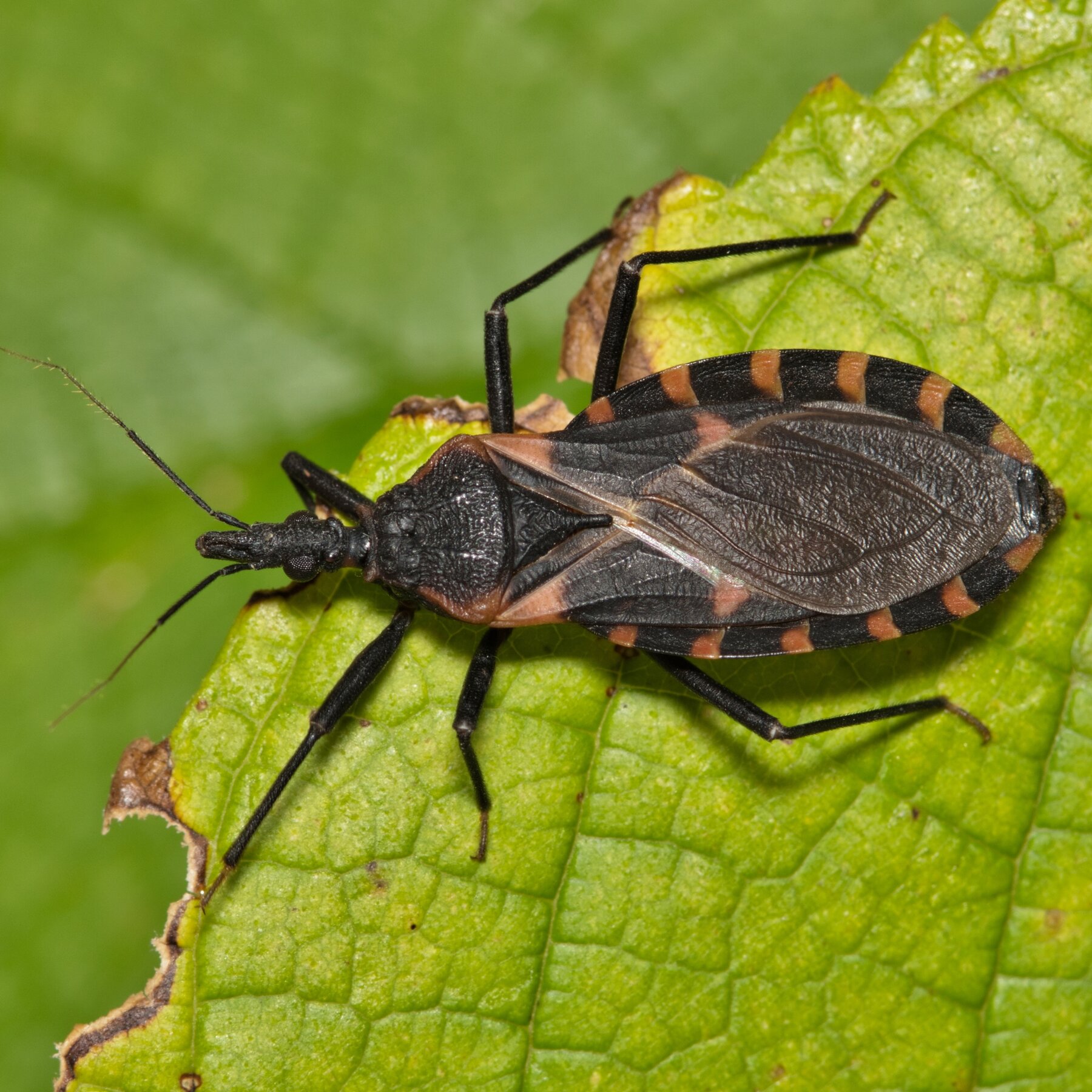 What To Know About the ‘Kissing Bug’ Disease: Symptoms, Risks and More