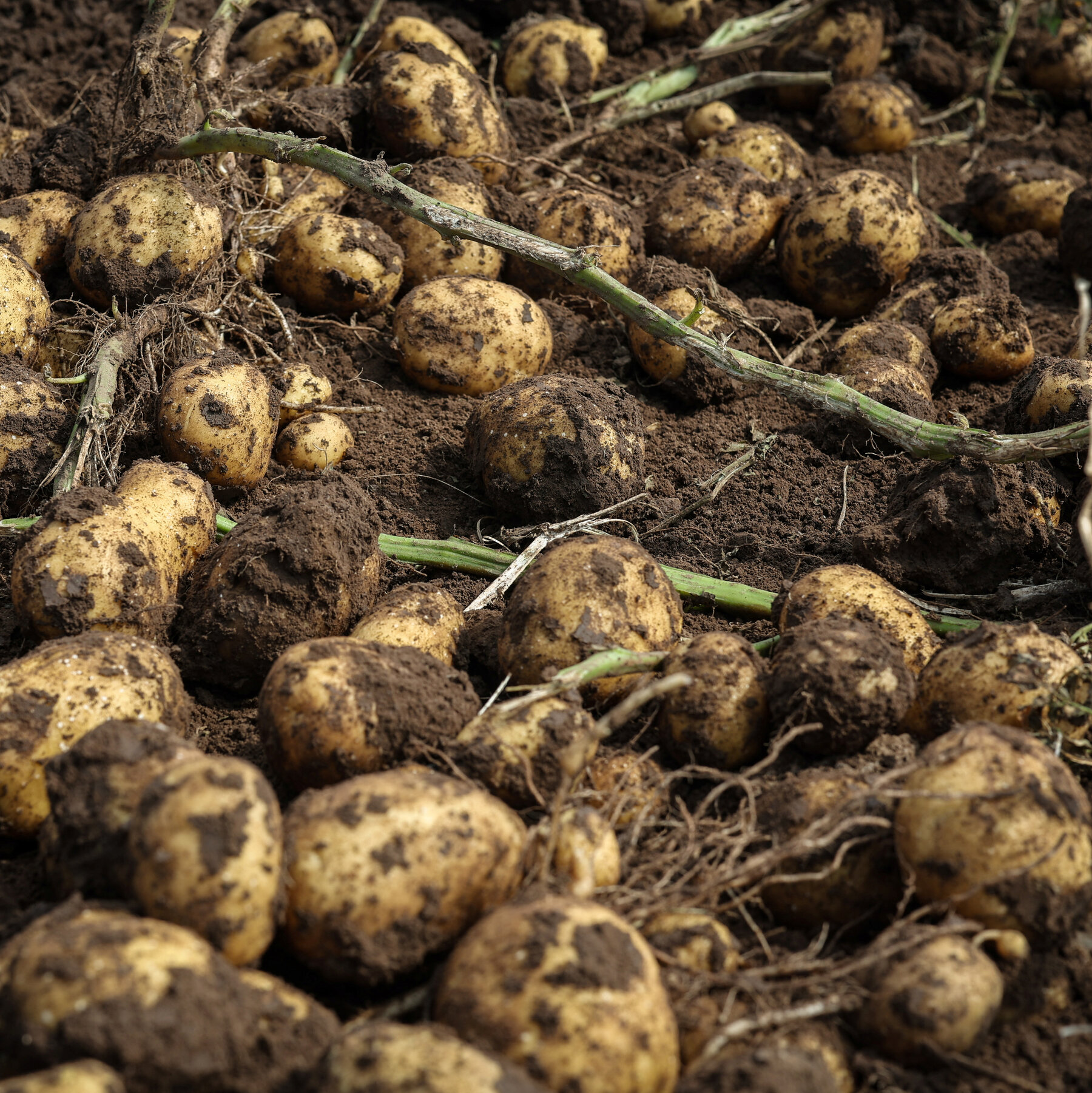 What’s a Potato? A Nine-Million-Year-Old Tomato