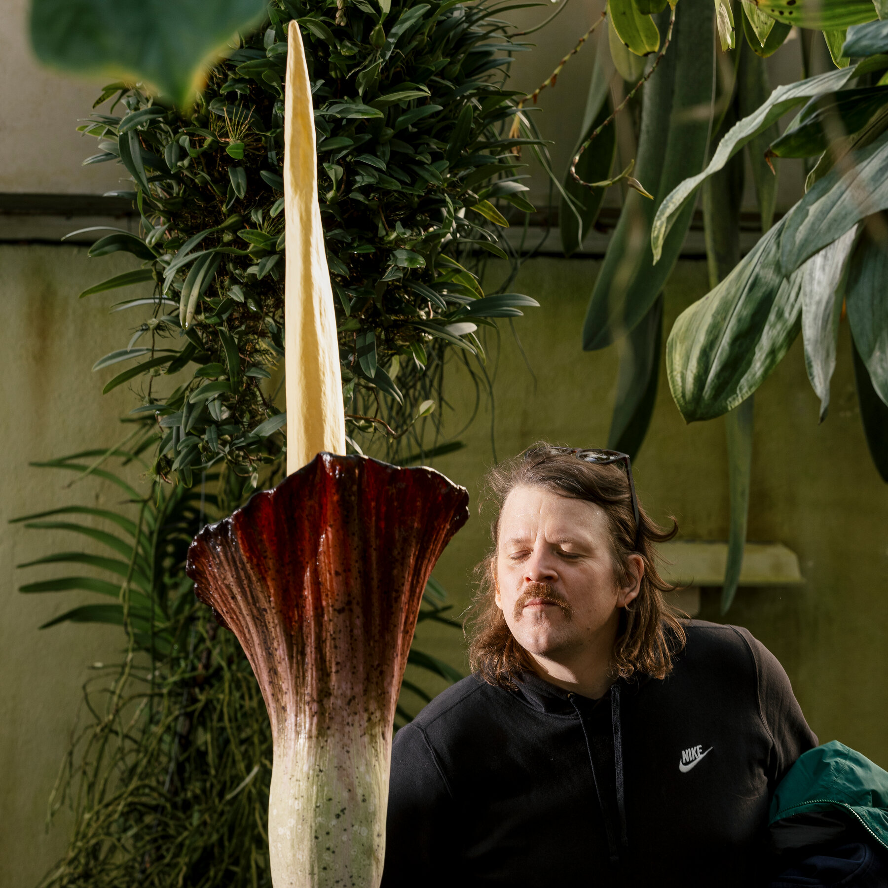 What’s That Stench? A Corpse Flower Blooming at Brooklyn Botanic Garden.