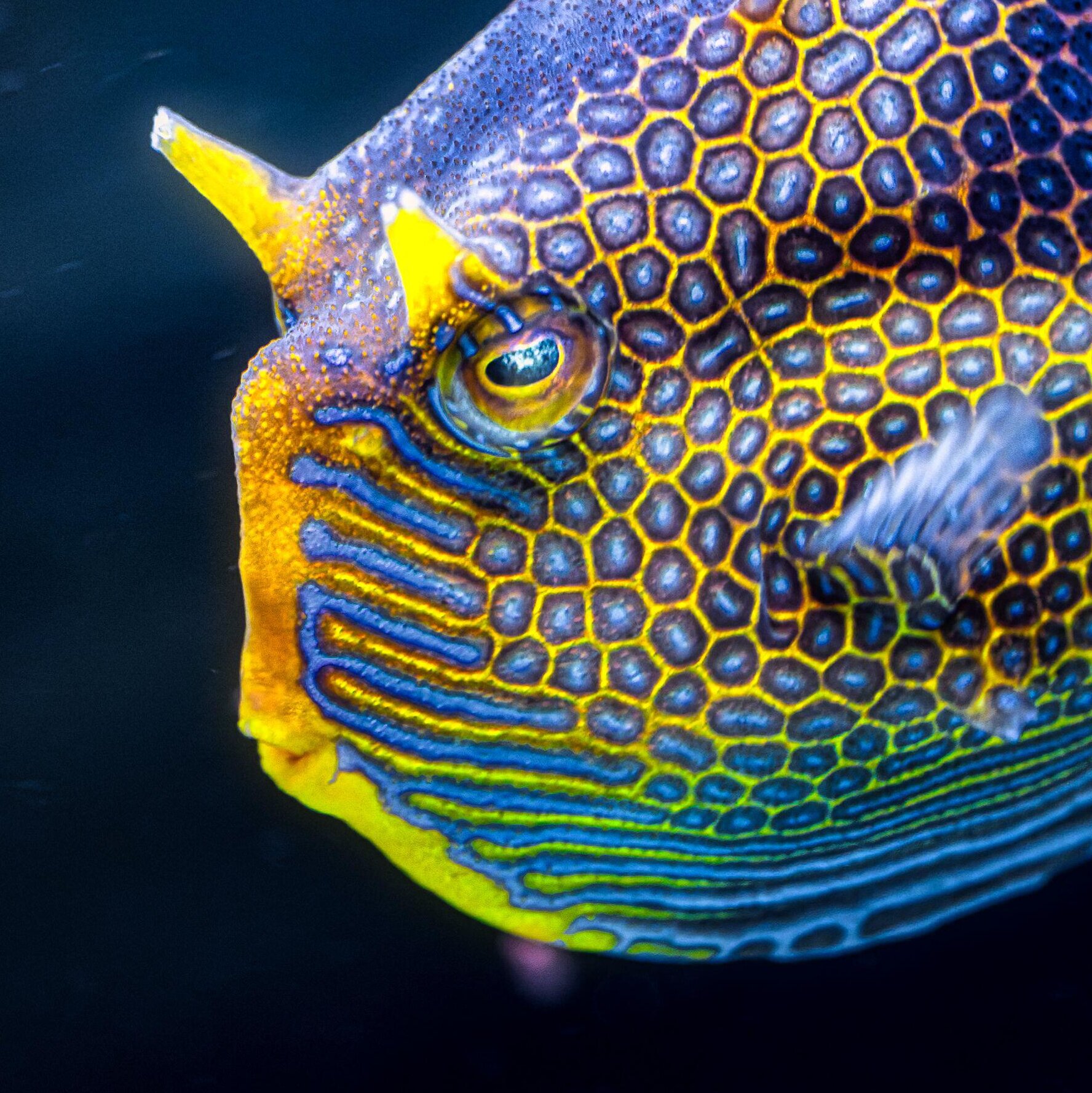 Where You See a Fancy Fish, Engineers See Alan Turing’s Math