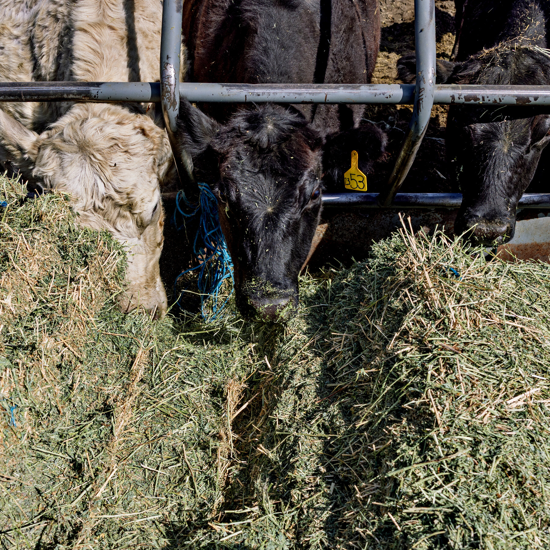 Where’s the Beef? Trump Hopes Argentina Can Help Bring Down Meat Prices.