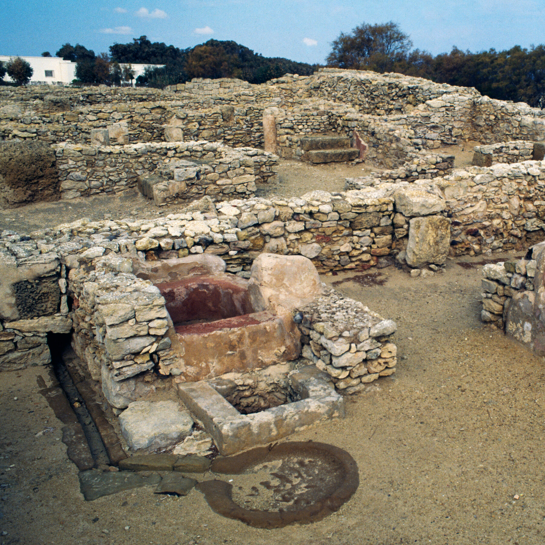 Who Founded Carthage? New Genetic Study Upturns Old View