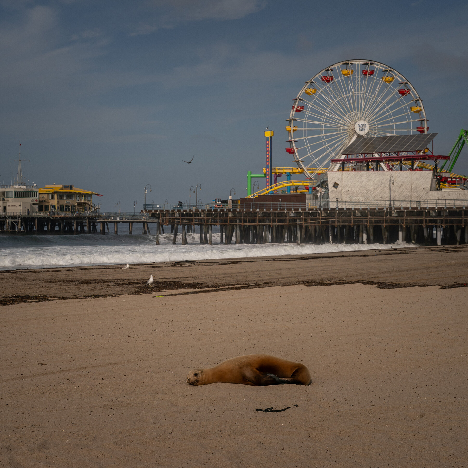 Why Are Dolphins and Sea Lions Washing Up Dead on Southern California Beaches?