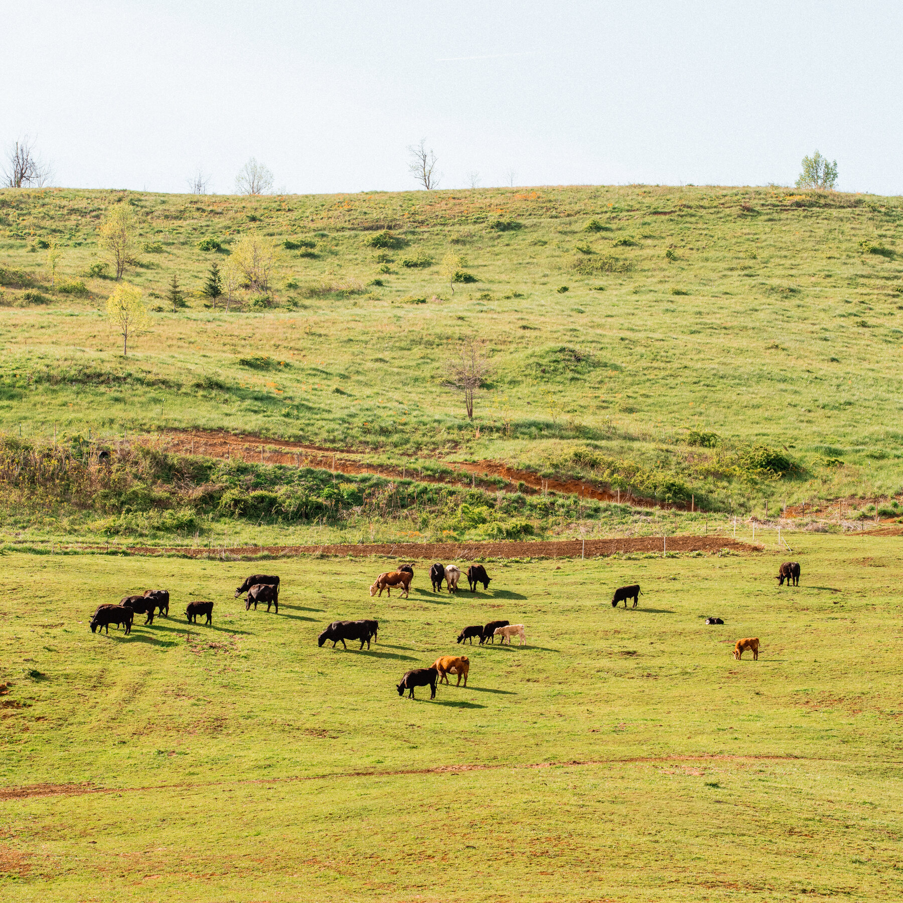 Why Beef Prices Have Hit a Record