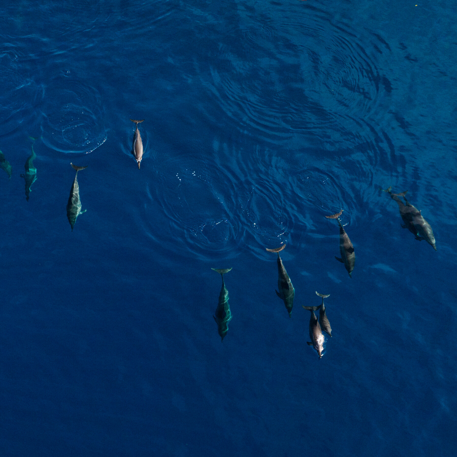 Why These Islanders Hunt Dolphins