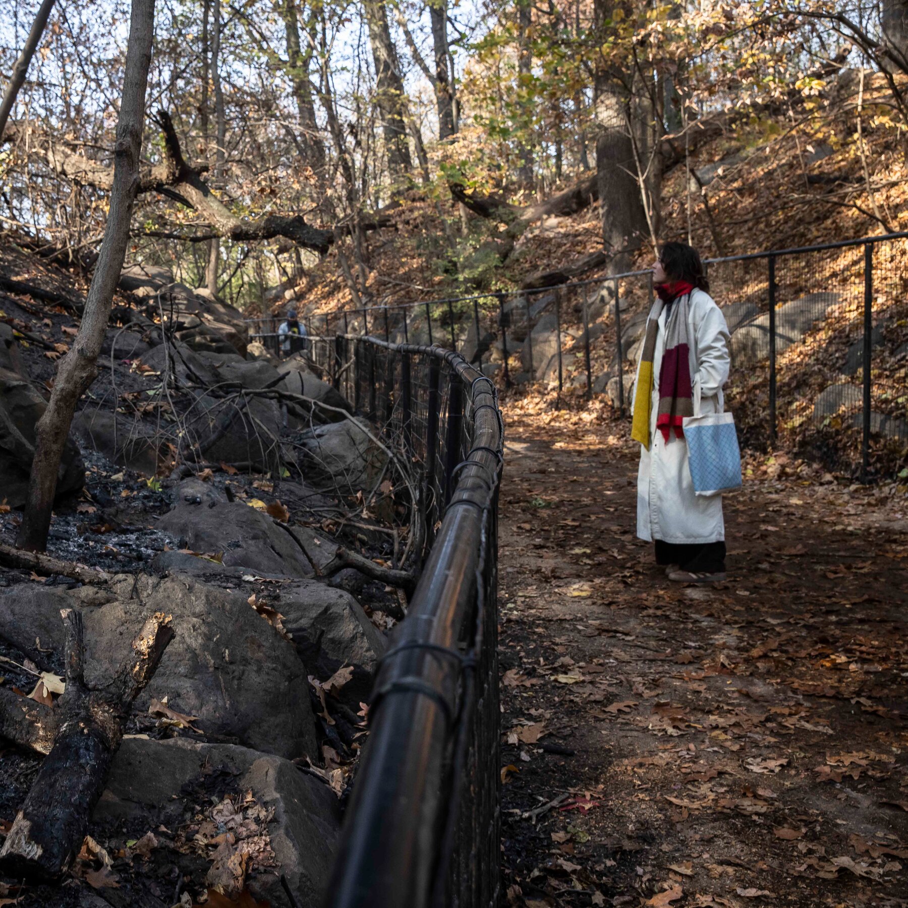 Why Thousands of Trees and Shrubs Are Coming to Prospect Park