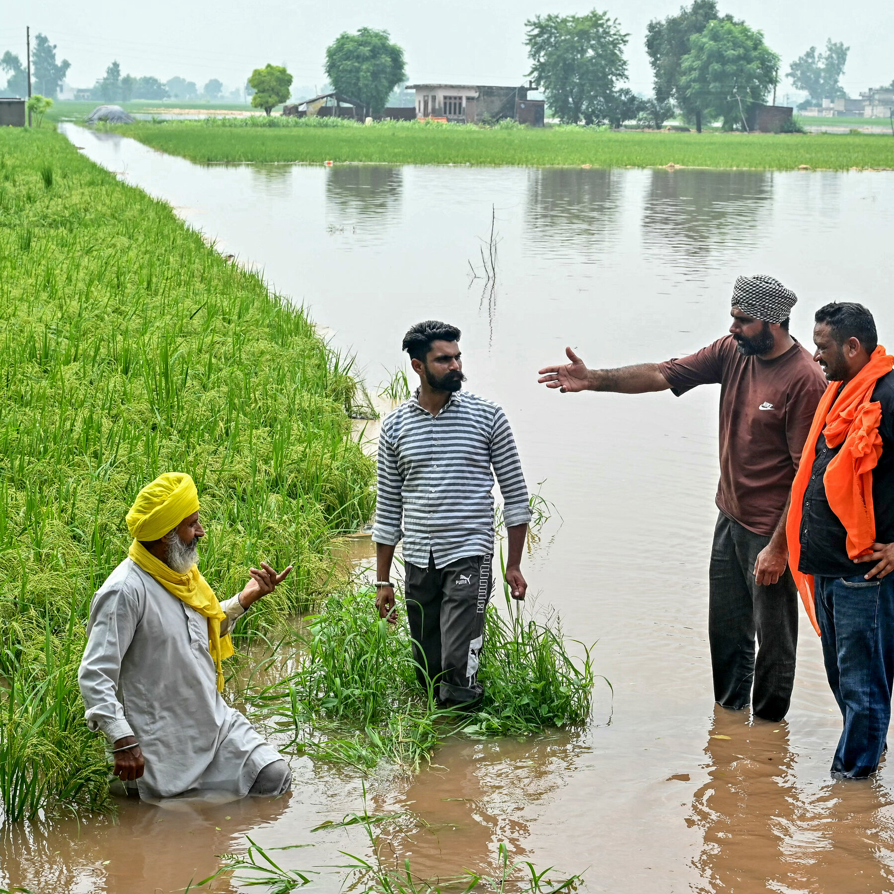 Worst Rains in Decades Batter North India, Submerging Crops