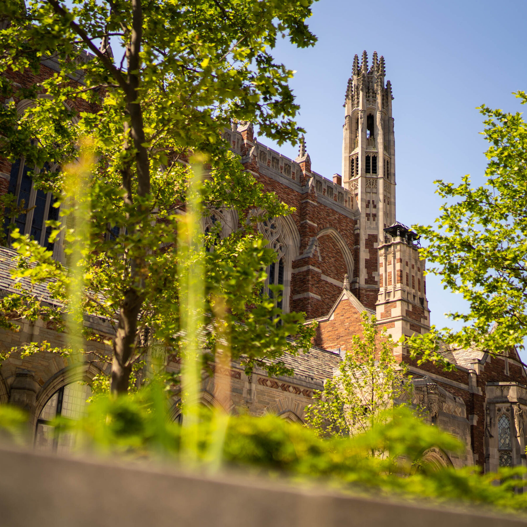 Yale Scholar Banned After A.I. News Site Accuses Her of Terrorist Link