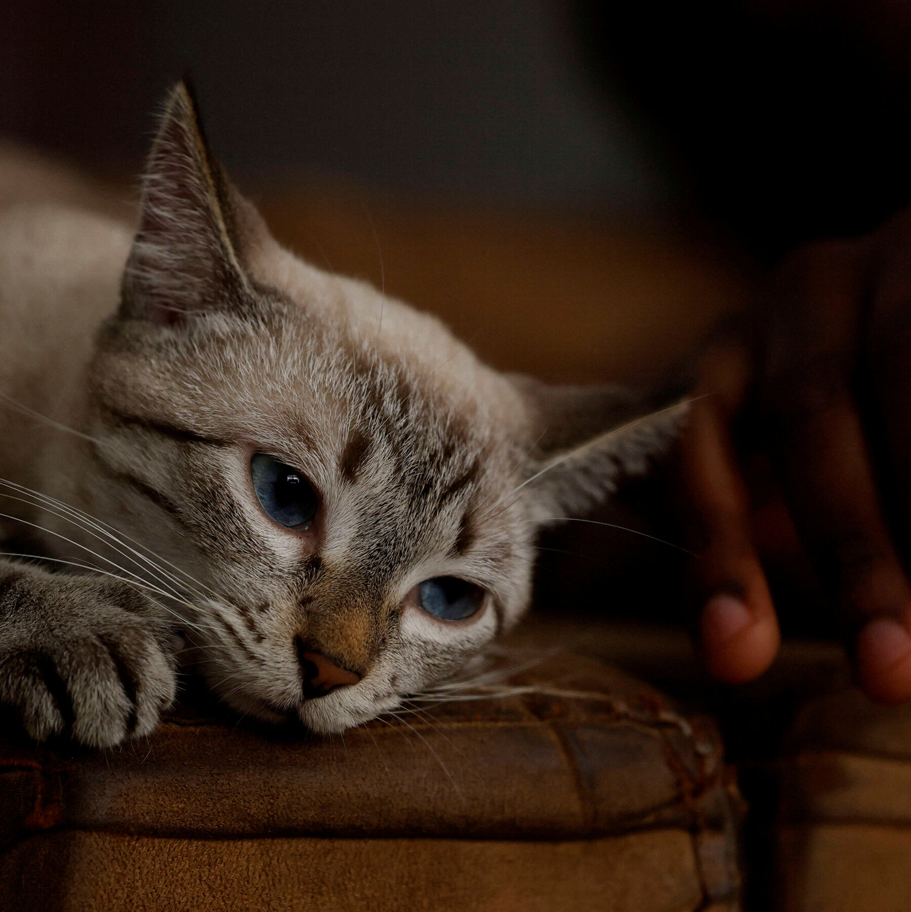 Your Cat May or May Not Love You, but It Knows Your Scent